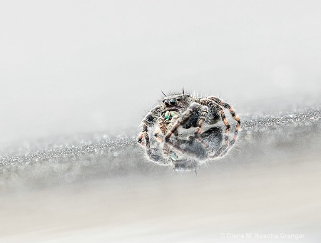 Jumpy Spider