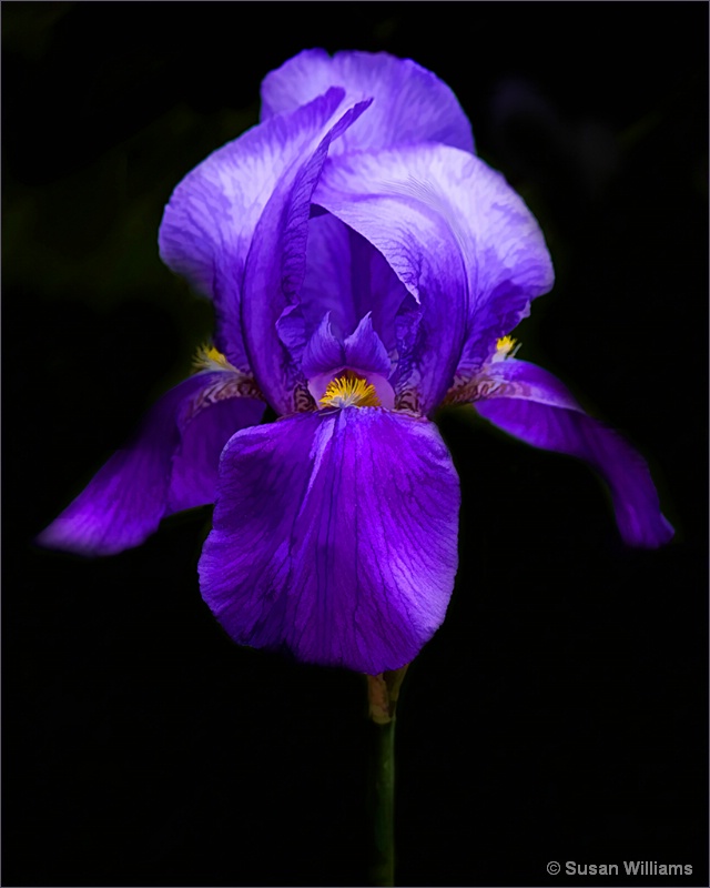 Iris