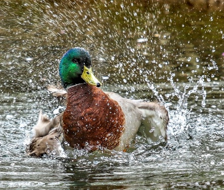 Happy Duck