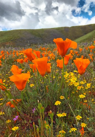 Wildflower Alert