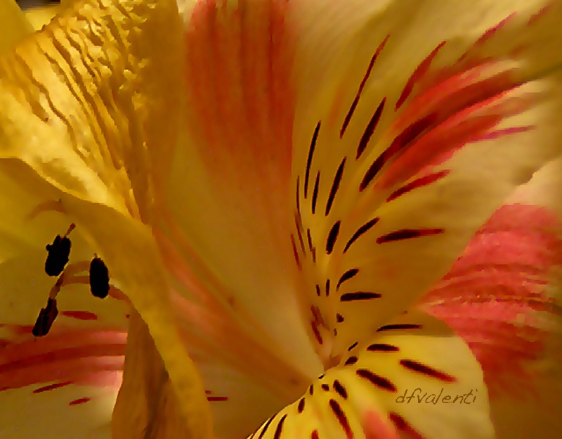 Yellow & Orange Lily