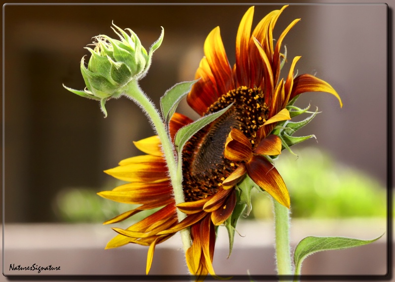 ~ Sunflower ~
