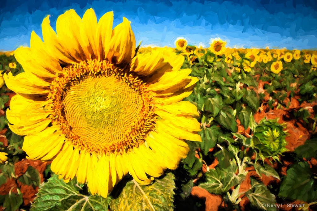 Brownfield Sunflowers - ID: 15116037 © Kerry L. Stewart