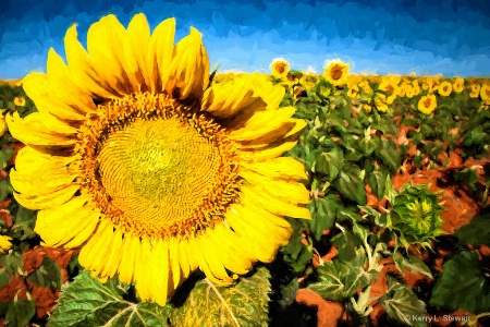 Brownfield Sunflowers