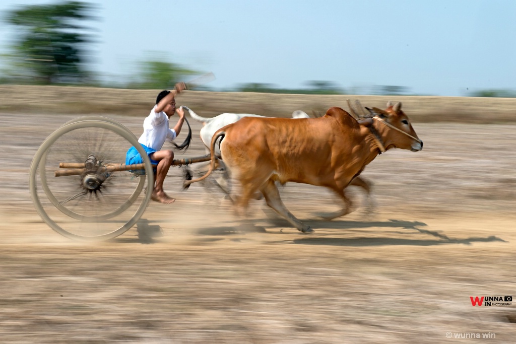 cow festival