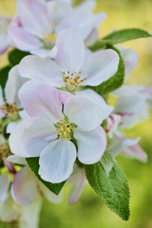 More apple blossoms!