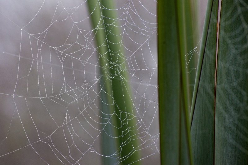 Cobweb on flax