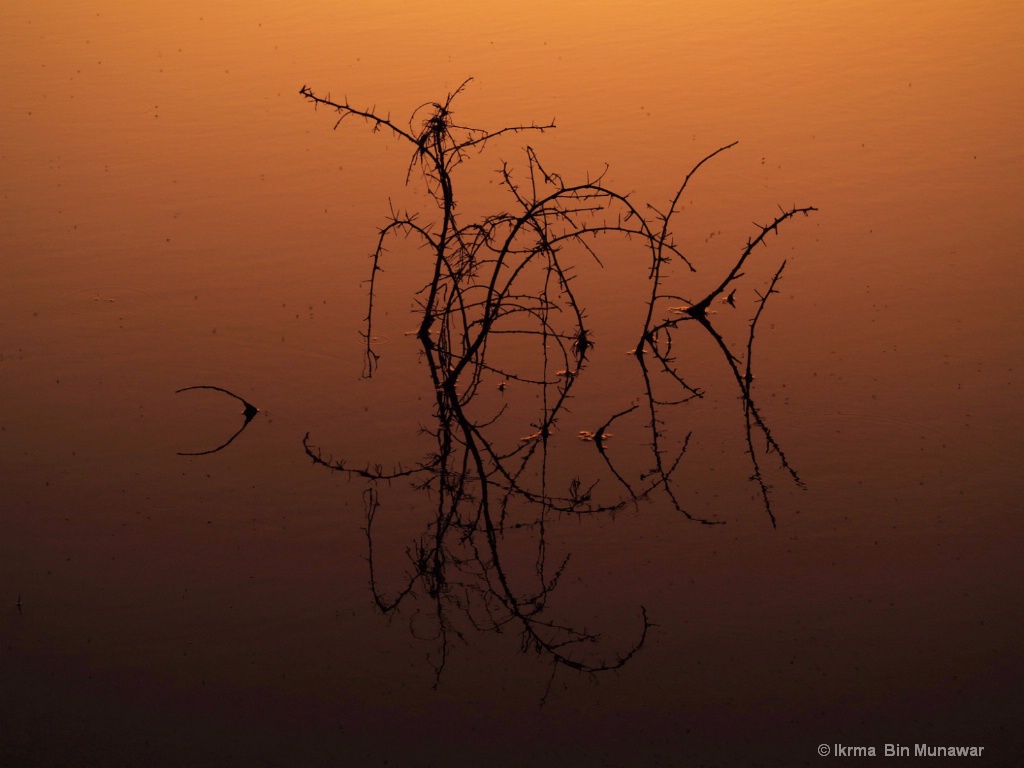 Reflection 