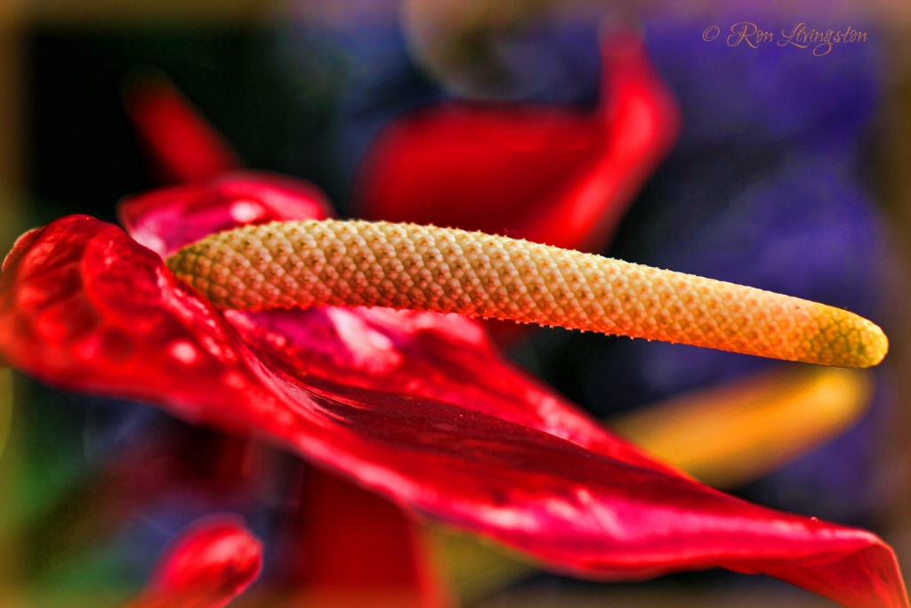 Anthurium in Red