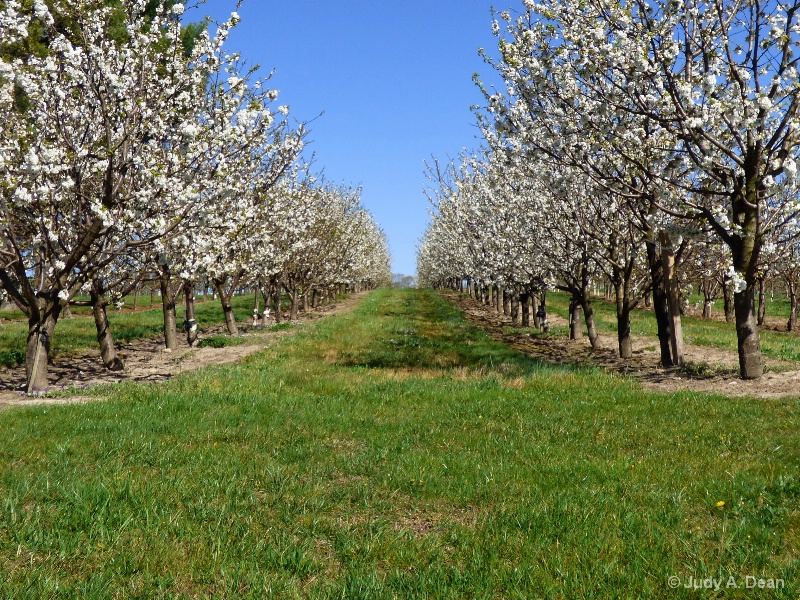 Apple Orchard trees in bloom