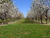 Apple Orchard tre...
