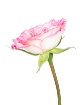 High Key Rose