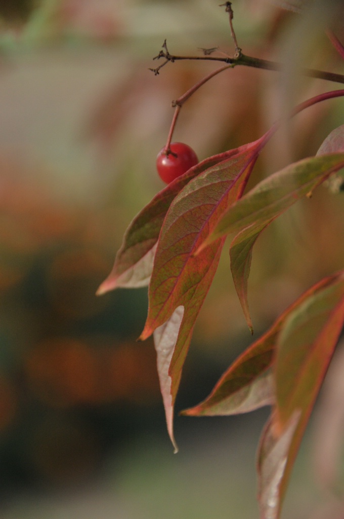 High Bush Cranberry in Autumn.