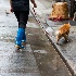 © Sibylle G. Mattern PhotoID # 15116766: Cat walker