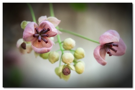 chocolate vine blooms