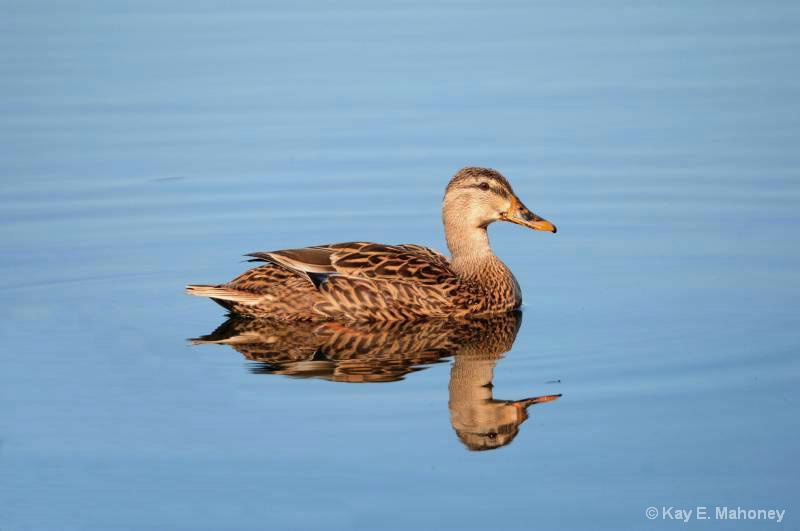 Female Mallard