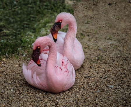 A pair of Flamingo's