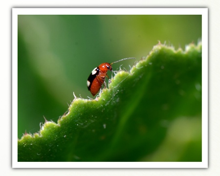 The tiny insect