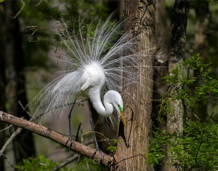 Lovely Great White Egret