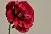 Carnation