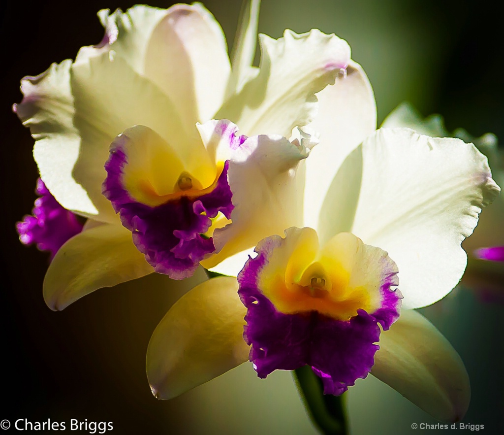 Favorite Orchid