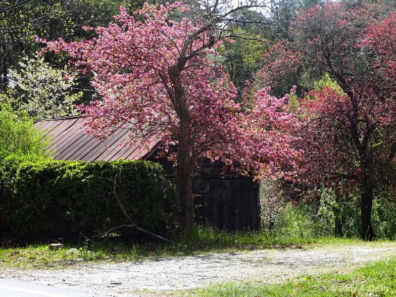 Old barn and blooms