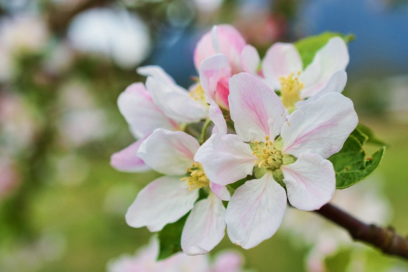 Apple blossoms