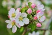 Apple blossoms 2