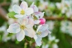 Apple blossoms 3