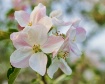 Apple blossoms 4