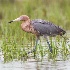 © Richard S. Young PhotoID # 15118115: Reddish Egret in Marsh; Ft. DeSoto, FL