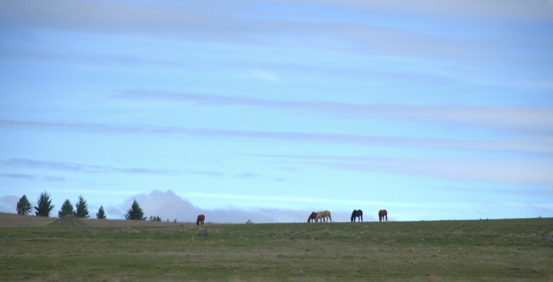 Horses Along a Ridge 