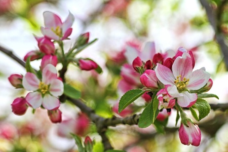 Apple blossoms...again