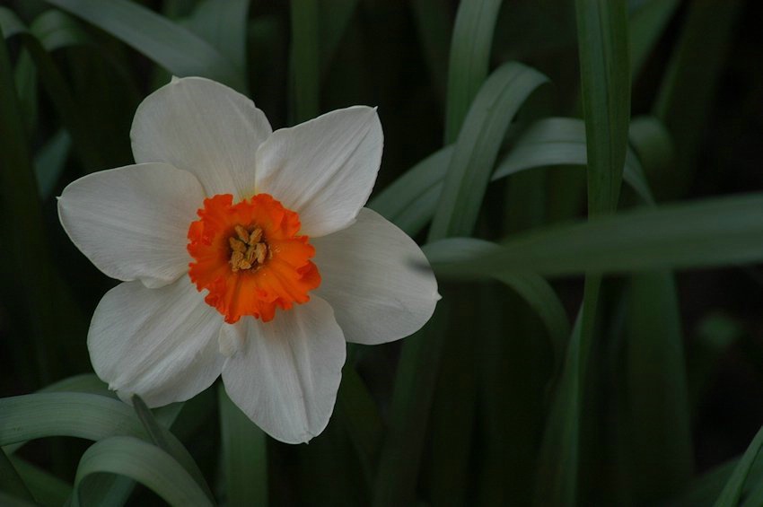 White Daffodil