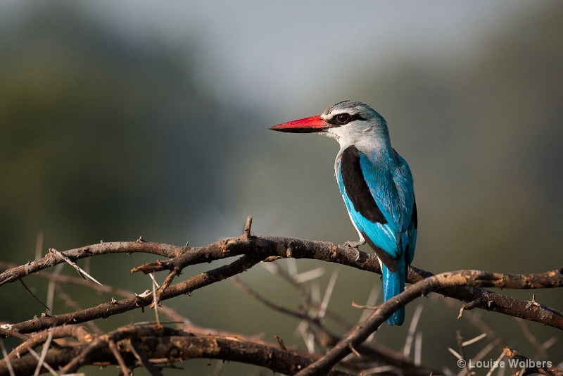 African Woodland Kingfisher - ID: 15118718 © Louise Wolbers