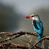 2African Woodland Kingfisher - ID: 15118718 © Louise Wolbers