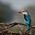 2African Woodland Kingfisher - ID: 15118718 © Louise Wolbers