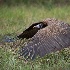 2African Hooded Vulture - ID: 15118719 © Louise Wolbers
