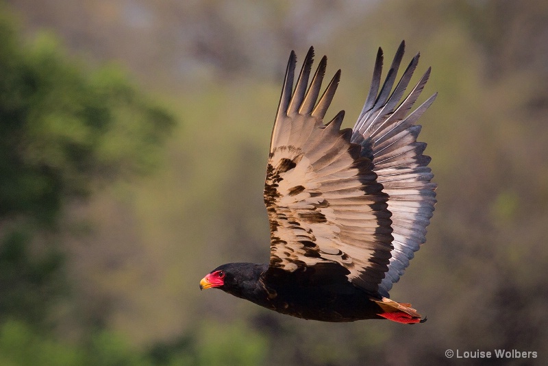 Bateleur African Eagle - ID: 15118727 © Louise Wolbers