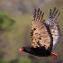 2Bateleur African Eagle - ID: 15118727 © Louise Wolbers