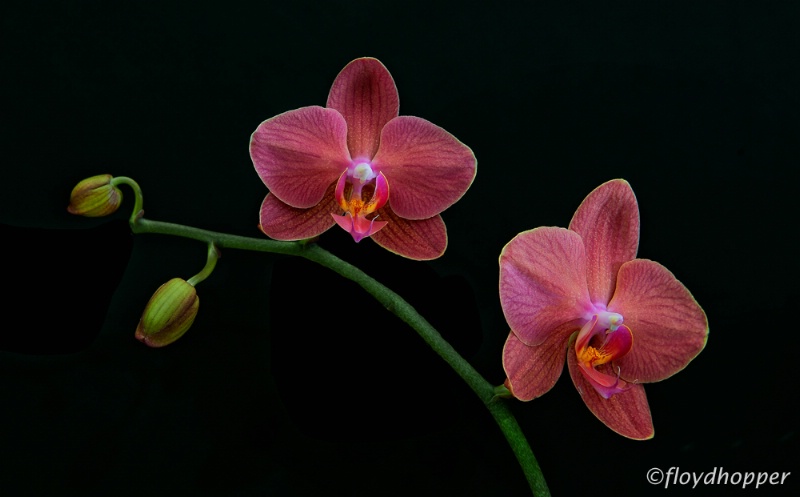 Dark Red Phalaenopsis Orchid