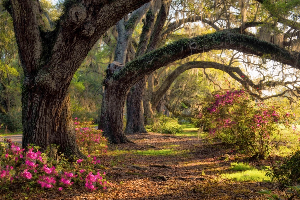 Under the Live Oaks