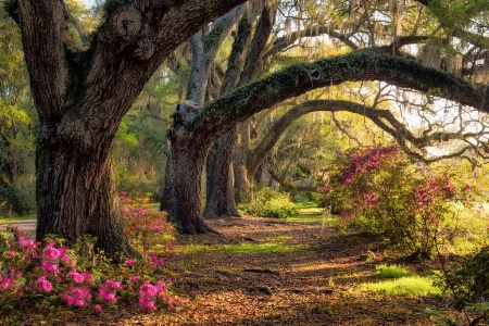 Under the Live Oaks