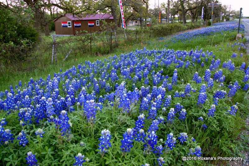 Bluebonnets in Texas