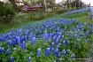 Bluebonnets in Te...