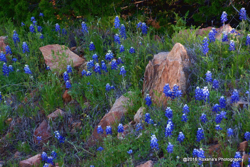 Bluebonnets