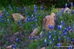 Bluebonnets