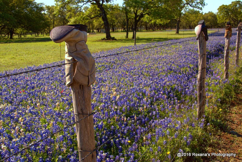 Willow City Loop, TX