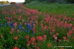 Wildflowers in th...