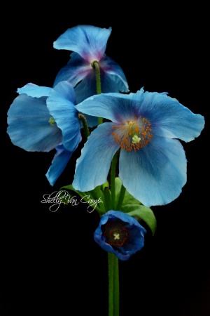 Rare Blue Poppies